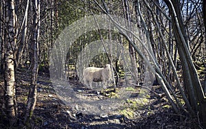 Sheep in Woods in North Wales