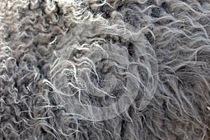 Sheep wool as abstract background