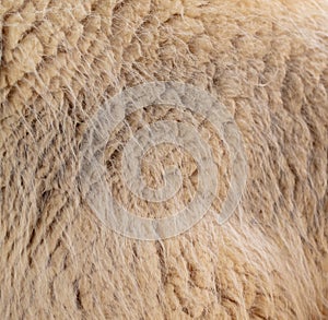 Sheep wool as abstract background