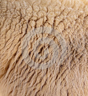 Sheep wool as abstract background