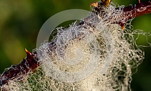 Sheep Wool Caught In Thorns with Morning Dew