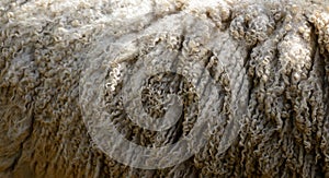 Sheep wool