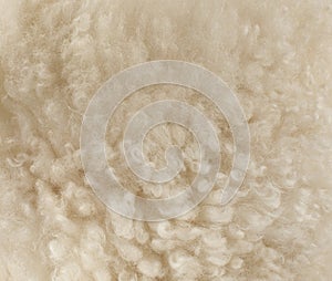 Sheep wool, fragment, color and texture