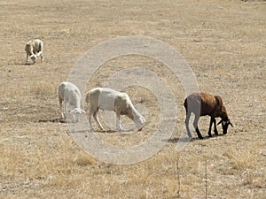 sheep wool milk animal grazing lying farm cheese photo
