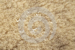 Sheep wool with water drops, soft focus close up, abstract texture photo