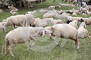 Sheep with woolen veil clash headlong photo