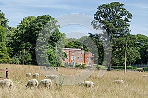 Sheep at Worting House, Basingstoke, Hampshire