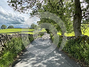 Sheep, on a Yorkshire Dales country lane near, Malham, Skipton, UK