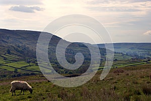 Sheep on yorkshire dales vista