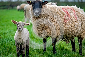 Sheep with young lamb in a field