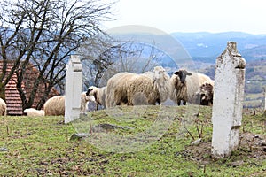 Sheep and Young Lambs
