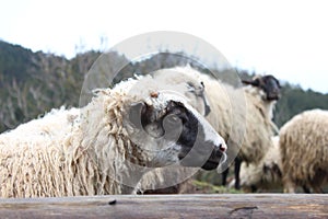 Sheep and Young Lambs