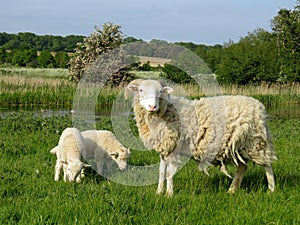 Sheep with young lambs grazing in a field by a lake