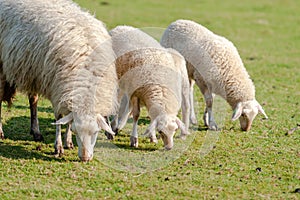 Sheep with young lambs in meadow