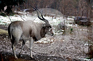 Sheep in a zoo