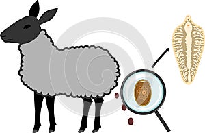 Sheep â€“ main host of Sheep liver fluke Fasciola hepatica