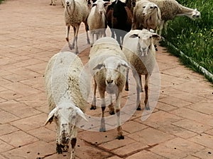 Sheepcattle-Sheep  down the park road