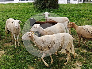 Sheepcattle-Sheep grazing in the field