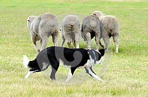 Sheepdog