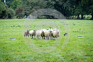 Sheepdog: border colie drives sheeps