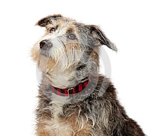 Sheepdog Crossbreed Dog Profile Closeup Extracted photo