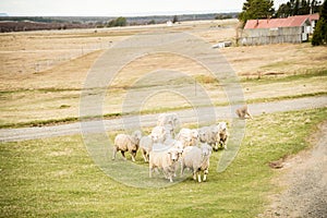 Sheepdog on a farm in Patagonia, Chile