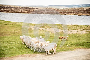 Sheepdog on a farm in Patagonia, Chile controlling sheep