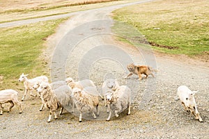 Sheepdog on a farm in Patagonia, Chile controlling sheep