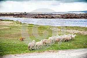 Sheepdog on a farm in Patagonia, Chile controlling sheep