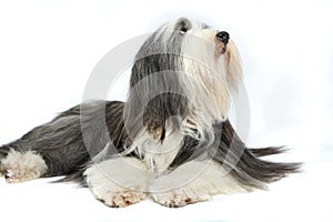 Sheepdog in front of a white