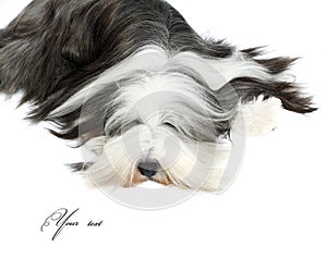 Sheepdog in front of a white