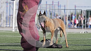 sheepdog guarding a briefcase with tongue outstretched, practicing teams