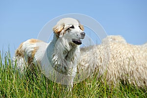 Sheepdog guarding a flock of sheep