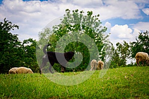 Sheepdog guarding flock of sheep as they grazing grass on meadow