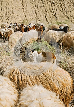 Sheepdog herding a flock of sheep on a midday sun
