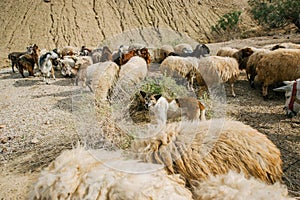 Sheepdog herding a flock of sheep on a midday sun