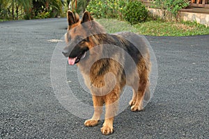 Sheepdog in hotel Pedacito de Cielo near Boca Tapada in Costa Rica photo