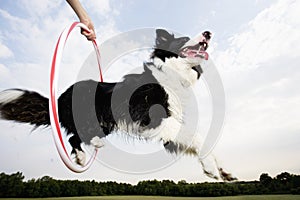 A Sheepdog jumping through a hoop