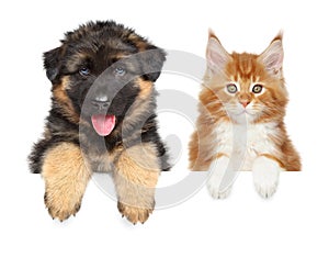 Ovčiarsky pes a mýval mačiatko vyššie reklamný formát primárne určený pre použitie na webových stránkach 