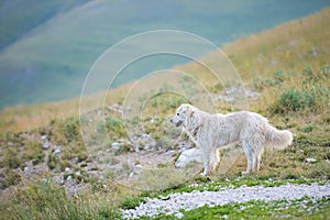 Sheepdog, Piano Grande, Monti Sibillini NP, Umbria, Italy photo
