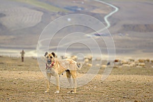 Sheepdog protecting  Sheep from foreigner