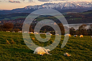 Sheepdog sleeping in a mountain pasture at sunset