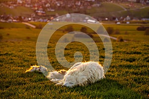 Sheepdog sleeping in a mountain pasture at sunset
