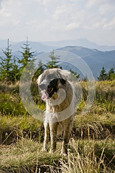 Sheepdog on a subalpine meadow