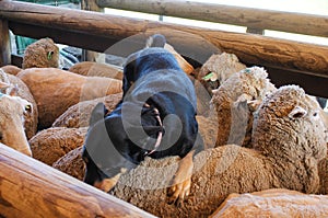 Sheepdog on top of sheep