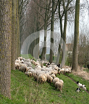 Sheepdogs and flock in Belgium