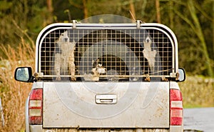 Sheep dogs, Lake District, Cumbria