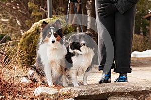 Sheepdogs puppies  with mistress legs