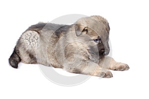 Sheepdogs puppy on white background
