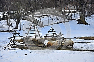 Sheepfold photo